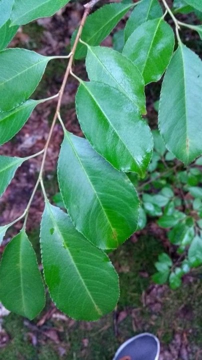 Elliptical leaf.jpg