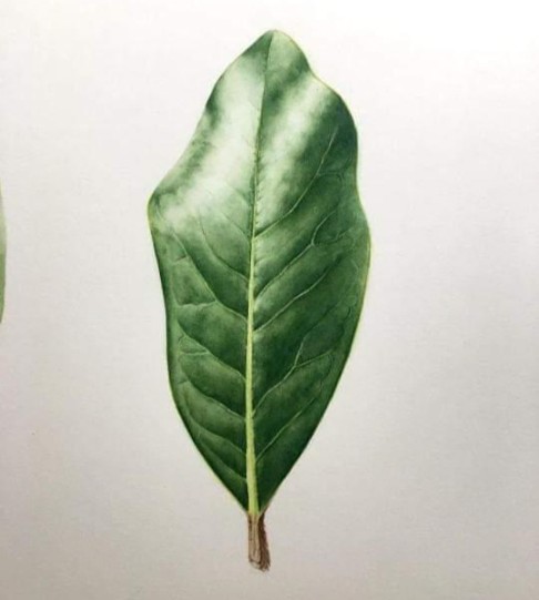 Elliptical leaf 9.jpg
