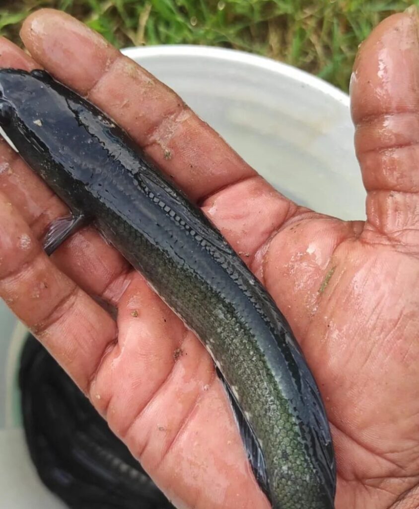 murrel fish seeds (striped snakehead fish)