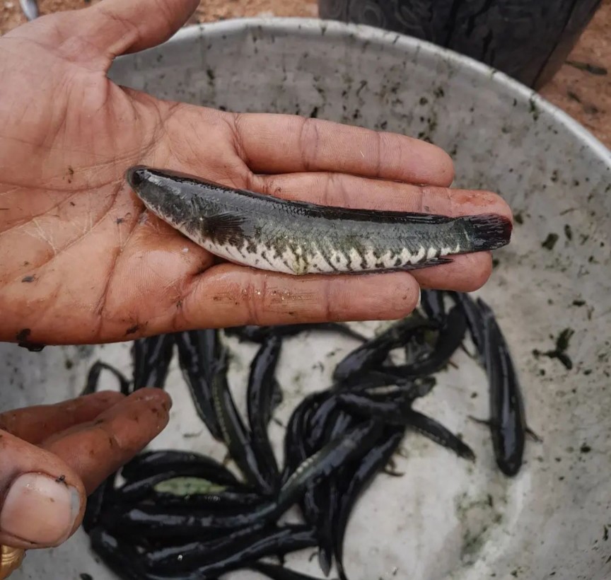 murrel fish seeds (Korameenu or Koramatta fish) 