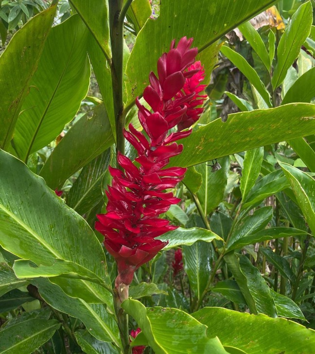 red ginger plant 9.jpg