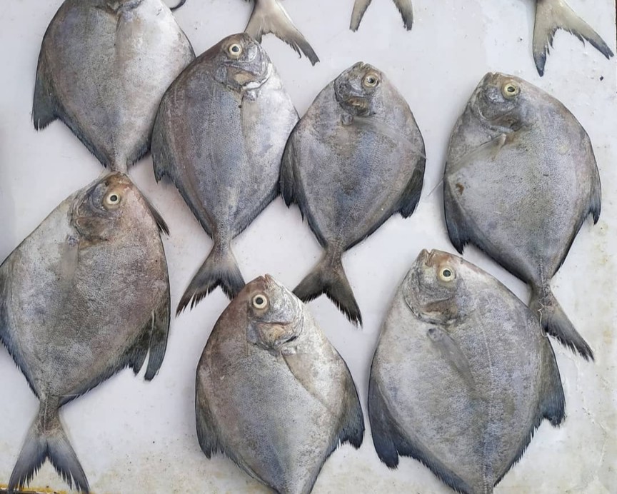 avoli fish (Pomfret fish) When it comes to the seafood, the avoli fish, scientifically known as Pomfret  In Tamil, "avoli fish" is known as "அவொளி மீன்" (Avoli Meen)
