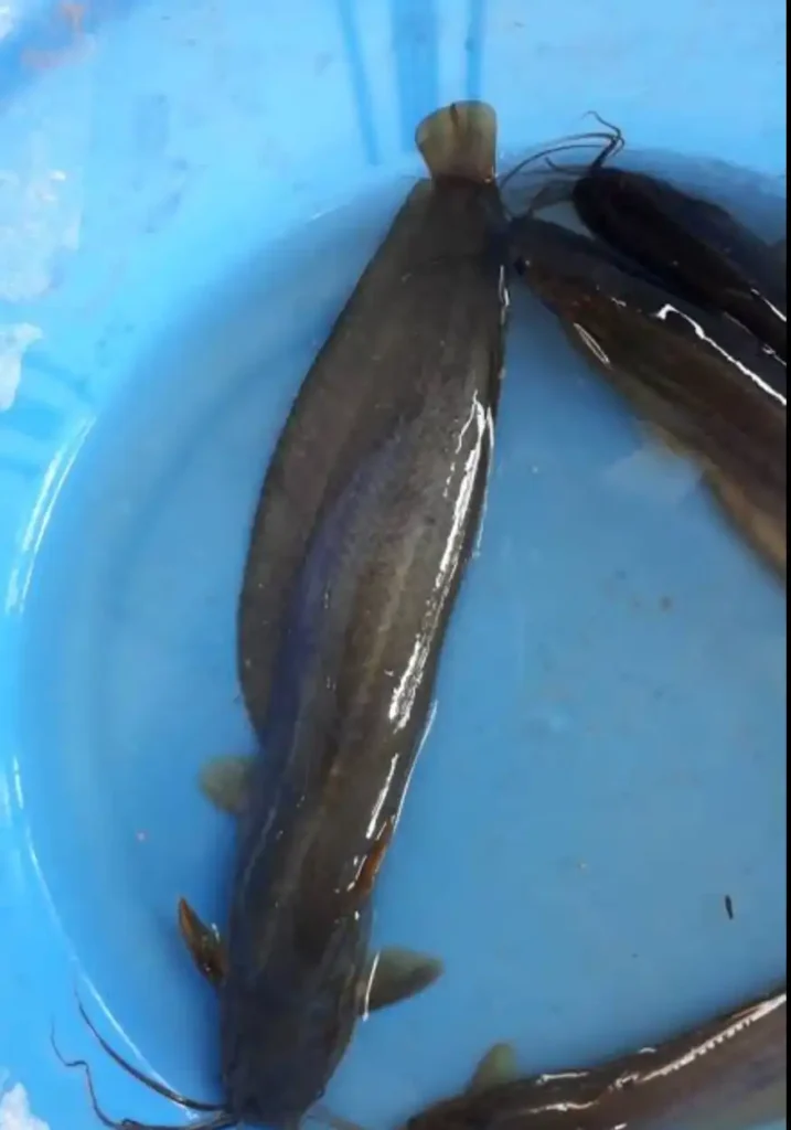 singi fish (stinging catfish)